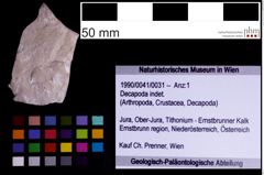 Foto (Objekt + Etiketten) von Decapoda indet. (NHMW-GEO-1990-0041-0031)